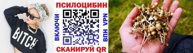 ОМГ ОМГ ТОР  Козельск  Галлюциногенные грибы Psilocybine cubensis 